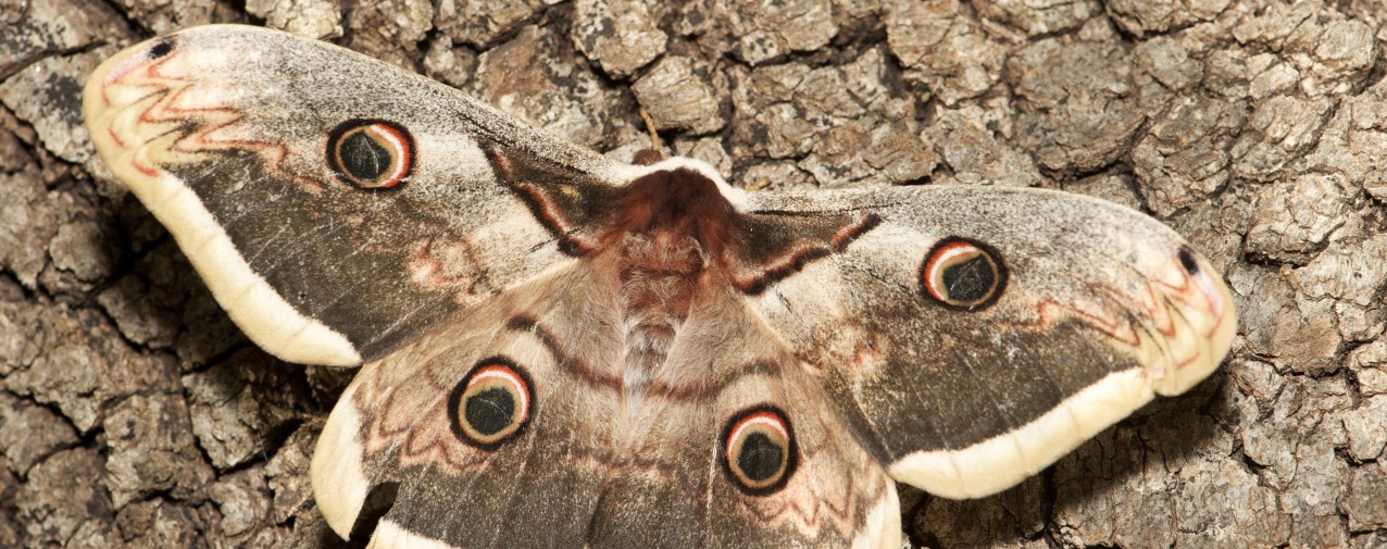 Saturnia pyri (© Nico Vereecken)